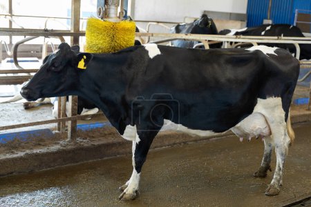 Limpieza de vacas con un cepillo en una granja, equipo para una granja de vacas, establo
