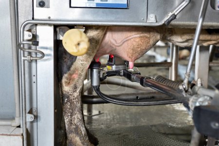 Robot de ordeño en una granja lechera. Ordeño automático de vacas en el establo