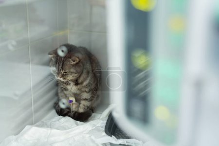 Photo for Cat in cage of ICU in veterinarian animal clinic on the drip - Royalty Free Image