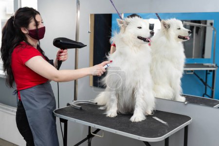 Female groomer dries a Samoyed dog with a hairdryer after shearing and washing. A big dog in a barber shop. Poster 626441320