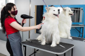 Female groomer dries a Samoyed dog with a hairdryer after shearing and washing. A big dog in a barber shop. Poster #626441320