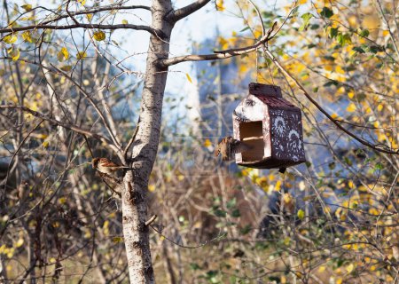 Foto de Un comedero de aves al que vuela un gorrión. Los gorriones buscan comida en un comedero artificial. Aves en movimiento - Imagen libre de derechos