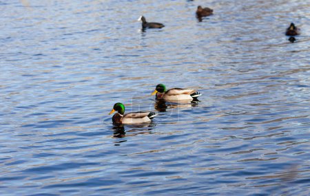 Téléchargez les photos : Oiseaux sauvages nagent à l'eau sur le bel étang. Volailles d'eau, mouettes, canards sauvages et cygnes. Paysage d'automne avec des arbres sombres et lumineux - en image libre de droit