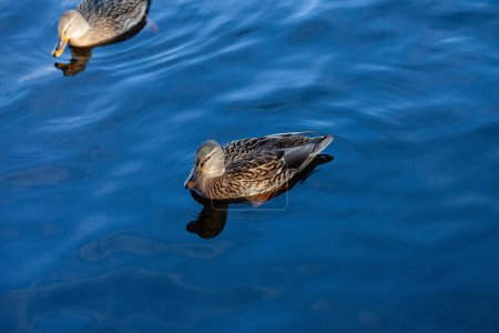 Téléchargez les photos : Canard dans l'eau. Les oiseaux nagent dans l'étang en milieu naturel - en image libre de droit