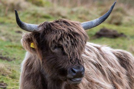 Téléchargez les photos : Un gros plan d'une vache dans le champ - en image libre de droit