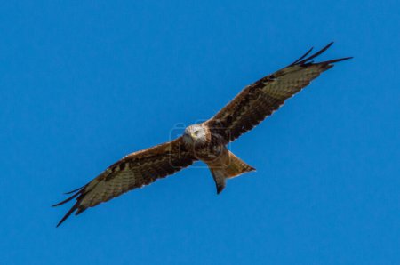 Téléchargez les photos : Red kite in a beautiful blue sky, - en image libre de droit