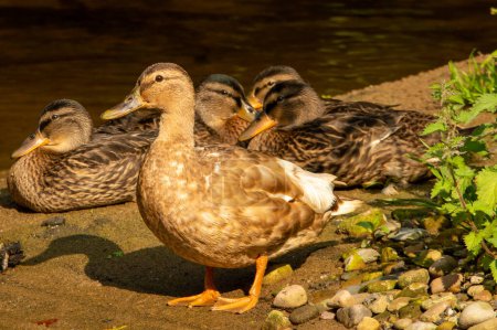 Téléchargez les photos : Mallard duck standing with a group in bright sunshine - en image libre de droit