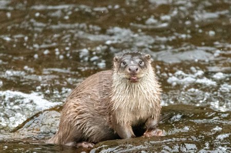 Téléchargez les photos : Otter in the river with his togue out looking at the camera. - en image libre de droit