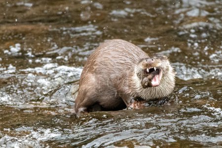 Téléchargez les photos : Otter with fish in  his mouth and finding it a struggle to get it down. - en image libre de droit