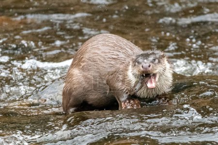 Téléchargez les photos : Otter in the river struggling to eat a fish - en image libre de droit