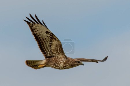 Téléchargez les photos : A buzzard flying high with a sunlit sky behind - en image libre de droit