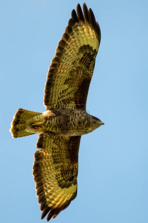 Téléchargez les photos : Buzzard dans le ciel ensoleillé derrière - en image libre de droit