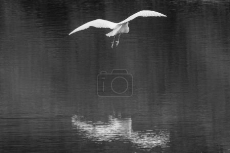 Téléchargez les photos : Petite aigrette en vol jetant un reflet dans l'eau - en image libre de droit