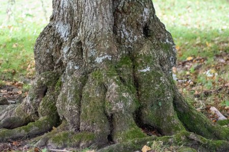 Téléchargez les photos : Un visage caché dans un tronc d'arbre, texture mousse - en image libre de droit