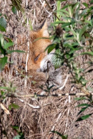 Téléchargez les photos : Un mâle renard assis soleil son auto - en image libre de droit