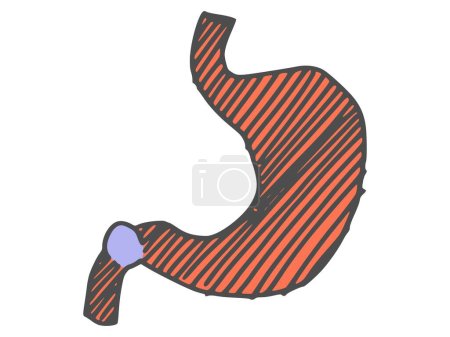 Téléchargez les photos : Estomac organe humain dessin. croquis doodle image stock - en image libre de droit