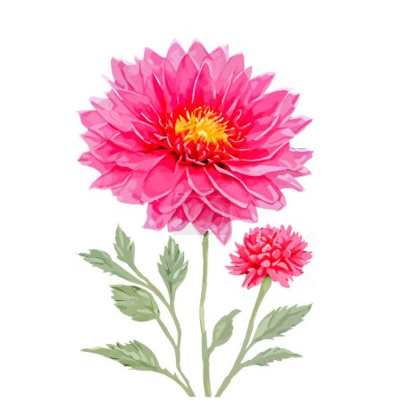 Illustration for Watercolor chrysanthemum flowers with red and pink color. Hand painted floral illustration isolated on white background. Can be used as element for wedding invitations, greeting cards - Royalty Free Image