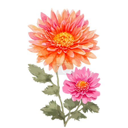 Illustration for Watercolor chrysanthemum flowers with orange and pink color. Hand painted floral illustration isolated on white background. Can be used as element for wedding invitations, greeting cards - Royalty Free Image