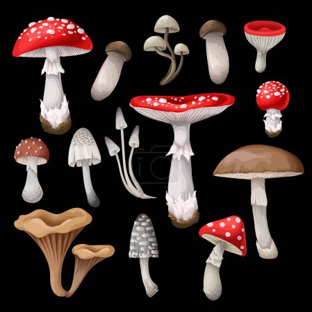Set of the mushrooms isolated. Vector
