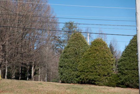 Foto de Johnson City, Tennessee, Estados Unidos 2022-01-08 Un césped y árboles. - Imagen libre de derechos
