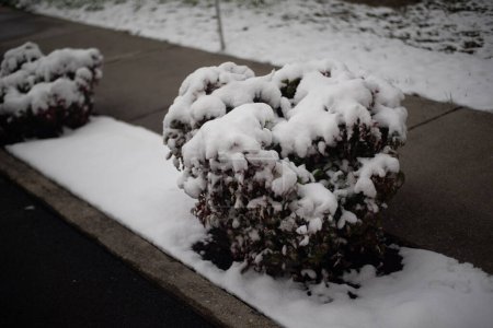 Foto de Johnson City, Tennessee, Estados Unidos 2022-01-03 Watauga Square Apartments: Arbustos cubiertos de nieve. - Imagen libre de derechos