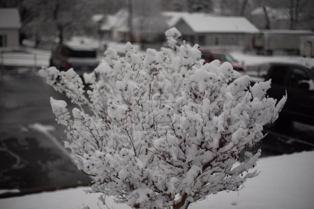 Photo for Johnson City, Tennessee, United States      2022-01-03     Watauga Square Apartments: Snow covered bush. - Royalty Free Image