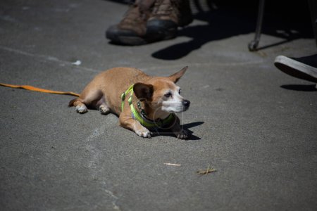 Foto de Johnson City, Tennessee, Estados Unidos 2022-04-27 Watauga Square Apartments: Gogi dog at rest. - Imagen libre de derechos