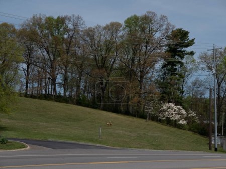 Photo for Johnson City, Tennessee, United States      2022-04-20       Scenic hillside. - Royalty Free Image