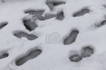 Téléchargez les photos : Empreintes de pas dans la neige fraîche un jour d'hiver - en image libre de droit