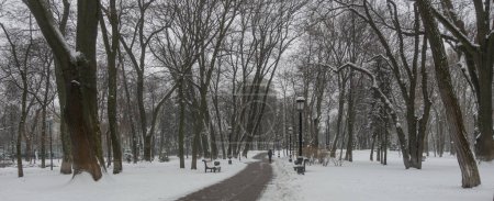 Path in Mariinsky Park in Kyiv in winter
