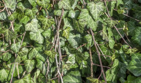 Photo for Background of evergreen ivy leaves - Royalty Free Image