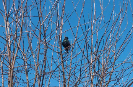 Photo for Starling sitting on a tree on a spring sunny day in April - Royalty Free Image