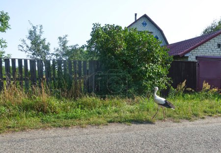 Une cigogne marche à travers le village un jour d'été