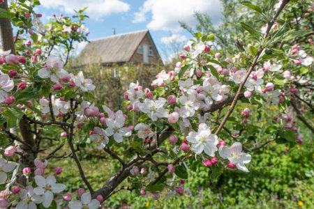 Photo for Branches of a blooming apple tree near a rural house in spring - Royalty Free Image