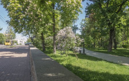Photo for Flowering trees of Shevchenko Park in Kyiv in spring - Royalty Free Image