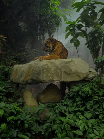 Foto de Tigre en la selva con niebla. Tigre en la selva. - Imagen libre de derechos