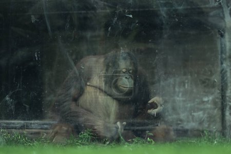 Foto de Orangután en un zoológico, mirando a la cámara con hierba verde - Imagen libre de derechos