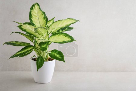 Dieffenbachia or Dumb cane young plant in a white flower pot on a light background