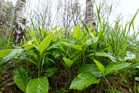 Téléchargez les photos : Le consoude (Symphytum tuberosum L.) fleurit d'avril à juin. C'est une espèce indicatrice des vieilles forêts.Les fleurs de Comfrey sont jaunes, rassemblées quelques-unes au sommet de la plante. C'est une plante moins connue que les autres giivaria - en image libre de droit