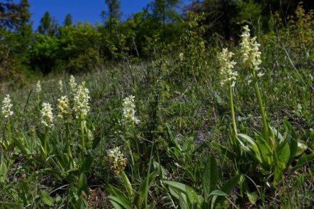 Foto de En primavera, las laderas xerotérmicas termofílicas están decoradas con una orquídea pálida (Orchis pallens L.), una hermosa planta de la familia de las orquídeas.. - Imagen libre de derechos