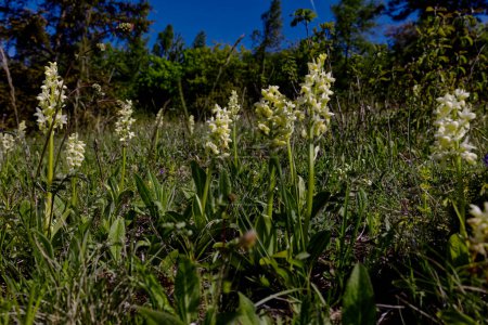 Photo for In spring, thermophilic xerothermic slopes are decorated with a pale orchid (Orchis pallens L.), a beautiful plant from the orchid family. - Royalty Free Image