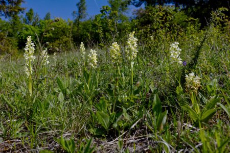 Foto de En primavera, las laderas xerotérmicas termofílicas están decoradas con una orquídea pálida (Orchis pallens L.), una hermosa planta de la familia de las orquídeas.. - Imagen libre de derechos