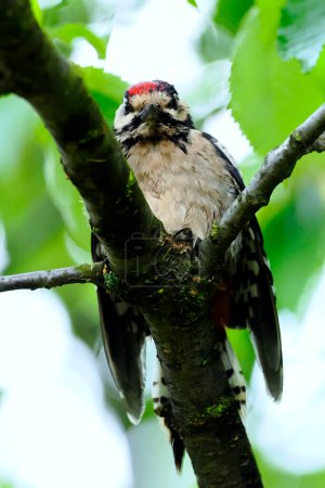 Téléchargez les photos : Différentes espèces d'oiseaux que l'on peut trouver au printemps dans les jardins et les parcs créent un scsneria printanier - en image libre de droit