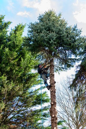 Foto de Varón adulto en lo alto cortando extremidades de pino con motosierra - Imagen libre de derechos
