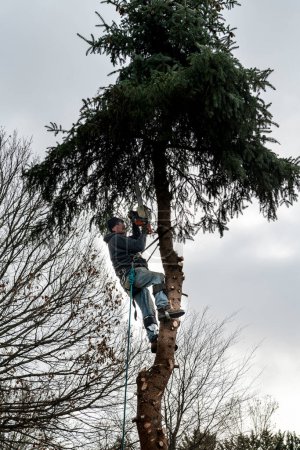 Foto de Adulto macho alto en pino cortando la parte superior con motosierra - Imagen libre de derechos