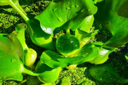 Téléchargez les photos : Épaississement des feuilles avec des cellules d'air d'une plante flottante Pontederia crassipes (Eichhornia crassipes) - en image libre de droit