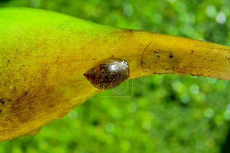 Photo for (Physa acuta) Gastropod mollusk, an invader in the south of Ukraine on a leaf of a floating plant - Royalty Free Image