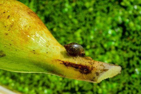 (Physa acuta) Gastropode mollusque, un envahisseur dans le sud de l'Ukraine sur une feuille d'une plante flottante