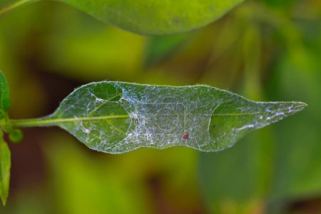 Photo for Agriculture pests, spider mite web on pepper leaf in greenhouse - Royalty Free Image