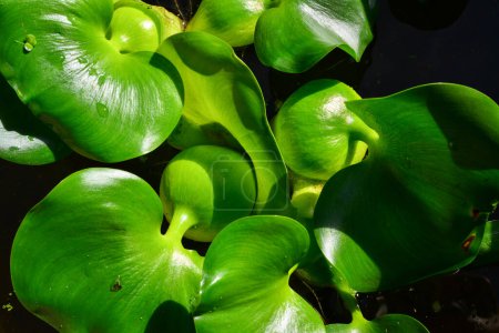 Téléchargez les photos : Épaississement des feuilles avec des cellules d'air d'une plante flottante Pontederia crassipes (Eichhornia crassipes) - en image libre de droit
